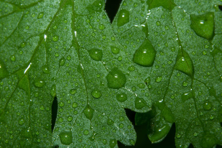 Green leaf background