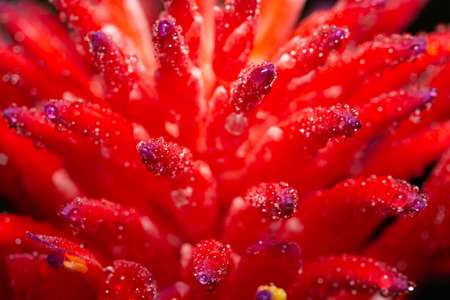 Macro background, water drops on pink flowersの写真素材
