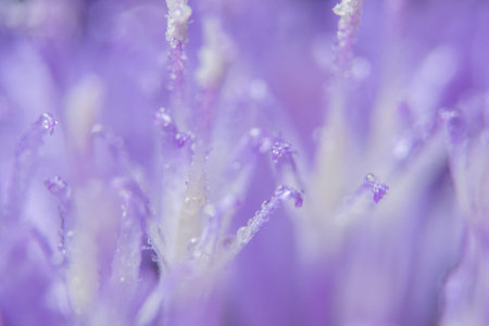 Macro purple flowers