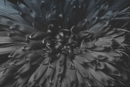 Background from flowersの写真素材