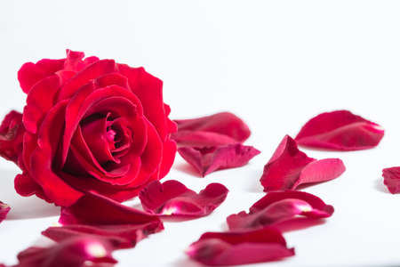 Background macro red rosesの写真素材