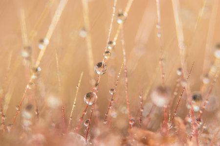 Macro water drops on grass flowers Bokeh background