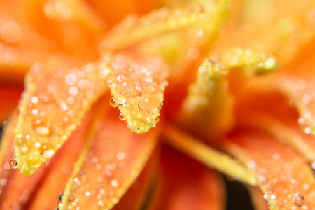 Water drops on orange flower petalsの写真素材