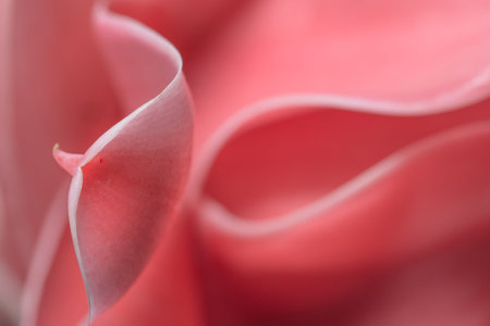 Macro pink flower petals background