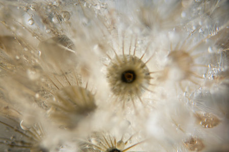 Macro background, water drops on wild flowers