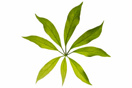 Leaves  white background