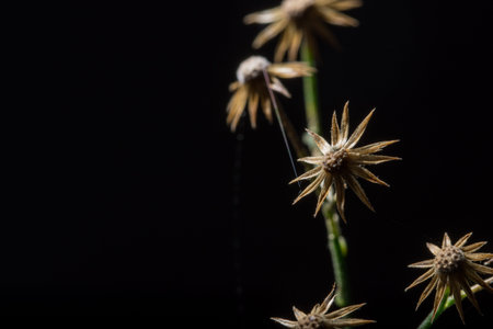 Background macro wildflower