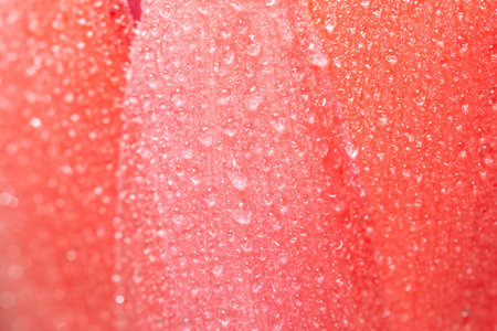 Background of water drops on pink flower petals