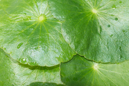 Green leaf background
