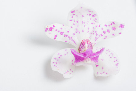 Orchid flower background