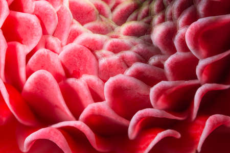 Pink flower petalsの写真素材