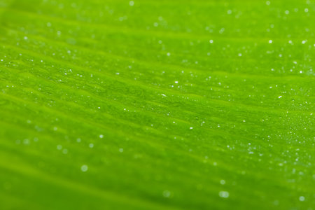 Water drops on green leaves.