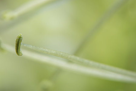 Background macro wildflower