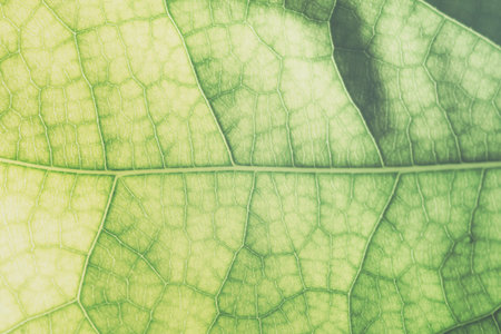 Macro green foliage background
