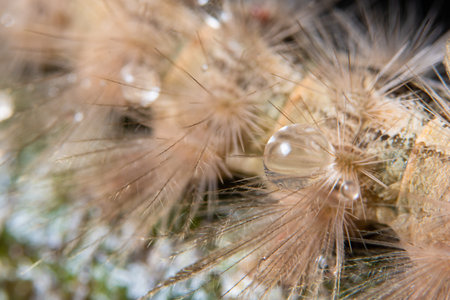 Macro drops of water on fur