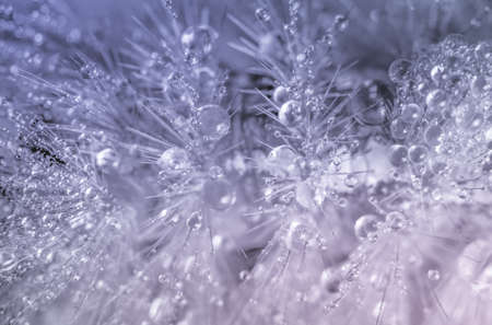 Macro drops of water on furの写真素材