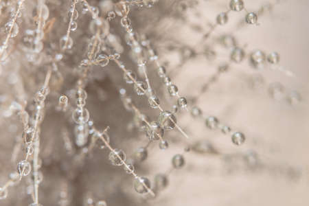 Drops of water on flowerの写真素材