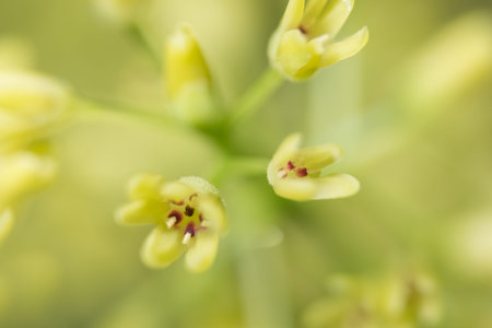 Background macro wildflower
