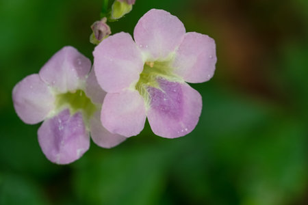 Background macro flower