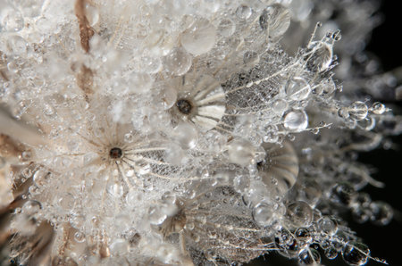 Drops of water on flower