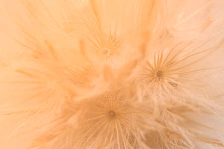 Colorful background wild flowerの写真素材