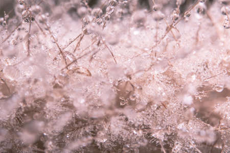 Drops of water on flowerの写真素材