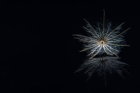 Macro pollen on black mirror background