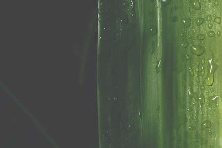 Dark foliage backgroundの写真素材