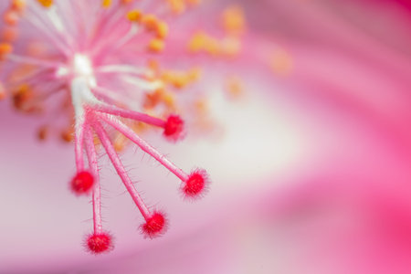 Background macro flower pink