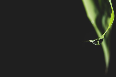 Dark foliage background