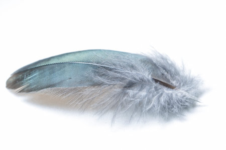 Take a close-up feather on a white background.