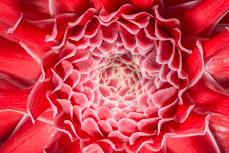 Macro pink flower petals background
