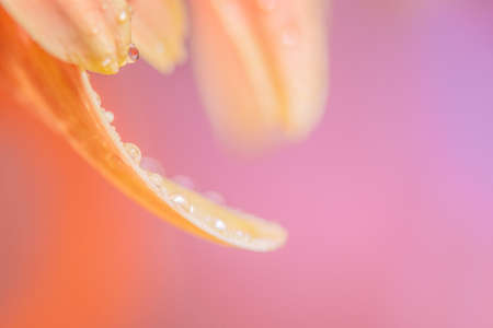 Background of water drops on pink flower petalsの写真素材