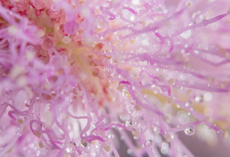 Background macro flower sensitive plant