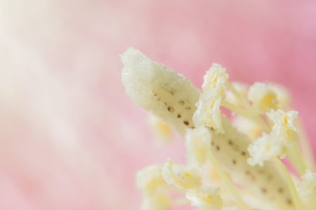 Background macro wildflower