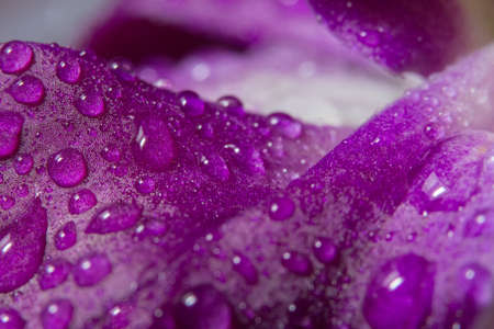 Macro background, water drops on purple orchid petals.の写真素材