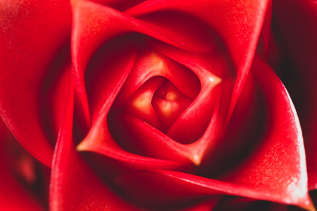 Background red flower macro
