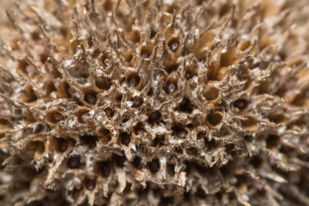 Background macro wildflower
