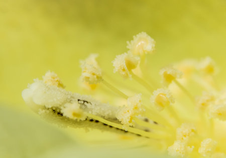Background yellow flower pollen