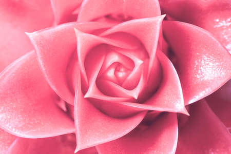 Pink flower backgroundの写真素材