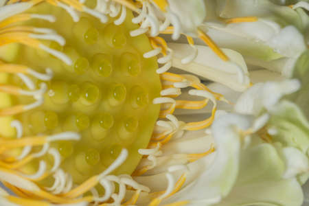 Lotus flower pollenの写真素材