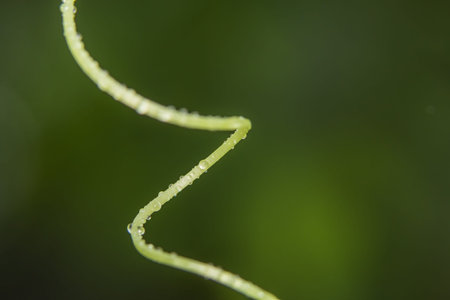 Background macro plant