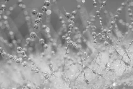 Drops of water on flowerの写真素材