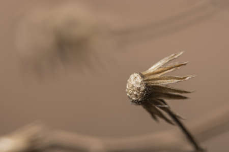 Background macro wildflowerの写真素材
