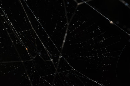 Water drops on the spider web.