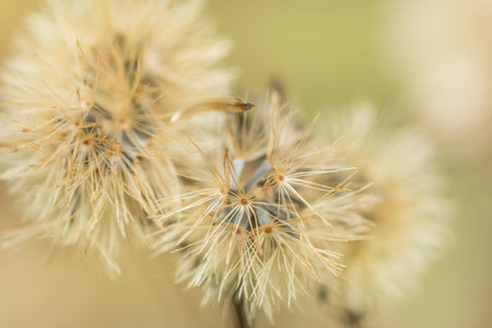 Background macro wildflower