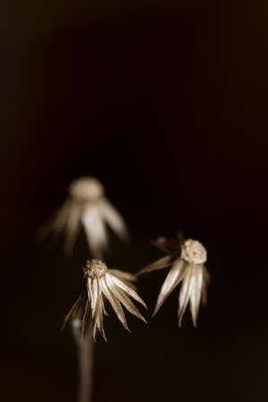 Background macro wildflowerの写真素材