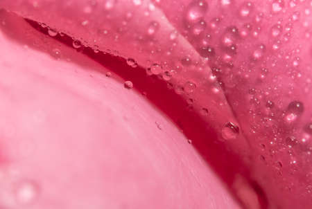 Background macro water drops on pink petals.の写真素材
