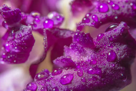 Macro background, water drops on purple orchid petals.の写真素材