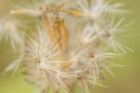 Background macro wildflower